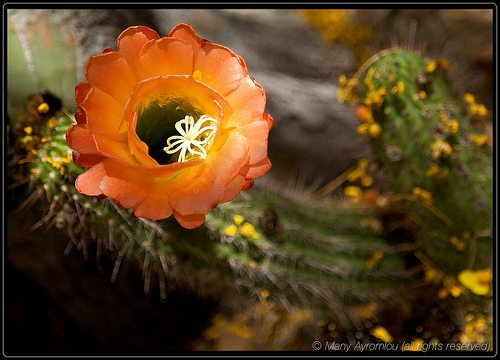 _MG_8707