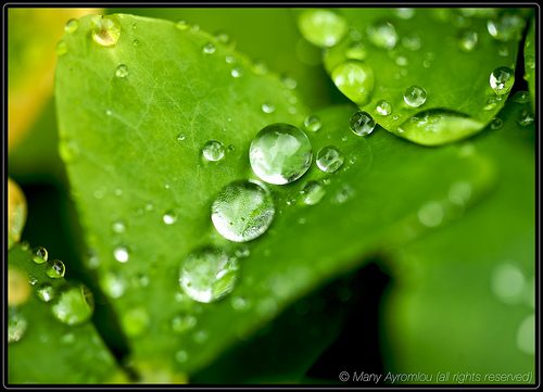 Dew Drops