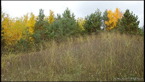 _MG_4590