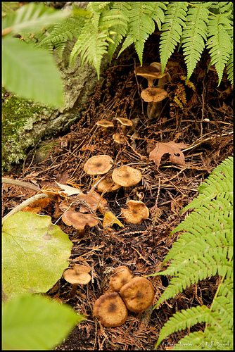 _MG_4620
