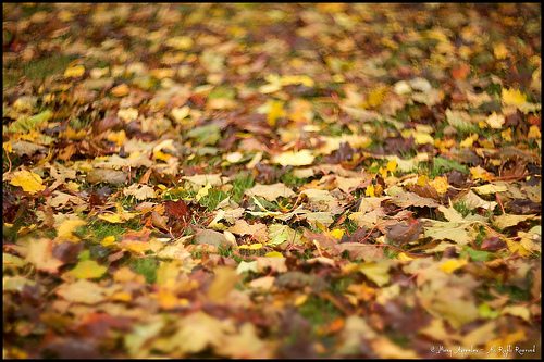 _MG_4617