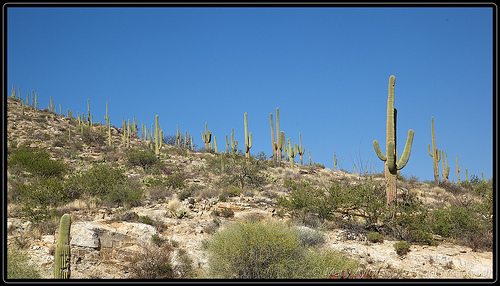 _MG_8919