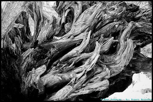 _DSC4526