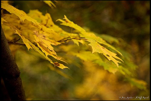 _MG_4675