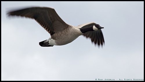 _MG_9665