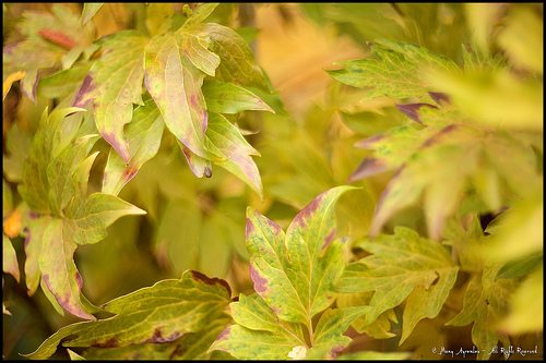 _MG_4633